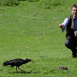 Was haben Waldrapp und Kinder gemeinsam?