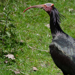 Waldrapp - herbe Schönheit!